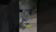 Przypadkowe zdjęcie na Instagramie, które stało się virem