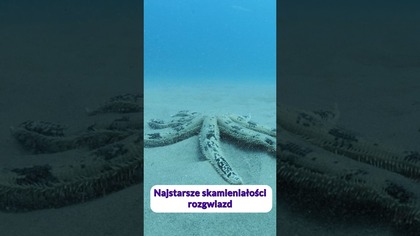 Najstarsze skamieniałe rozgwiazdy! #paleontologia