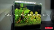 Kostka dla bojownika UPDATE