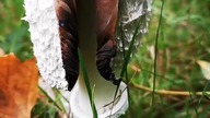 Czernidłak kołpakowaty (Coprinus comatus) 