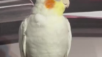 Wieczorne amory loko i koko #papugi #nimfa #coctail #coctailbird #ptaki #amor #miłość #love