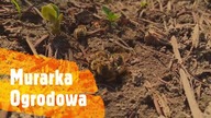 Pszczoły - Murarka ogrodowa