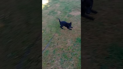 Kto jej pozwolił biegać tak szybko?!  #shorts