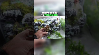 Czy te rośliny przetrwają pod lampą? 