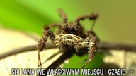 SRI LANKA SPECIAL 5/5 ! Dzikie amblypygi, gekony I TARANTULE!