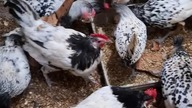 Głodne kury #huhn