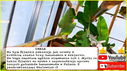 351Przyrost bananowców w jeden sezon-Musa yunnanensis-Musa x paradisiaca-Musa balbisiana