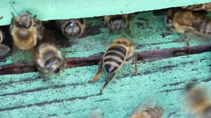 Miodobranie - premiera widowiska teatralno - obrzędowego