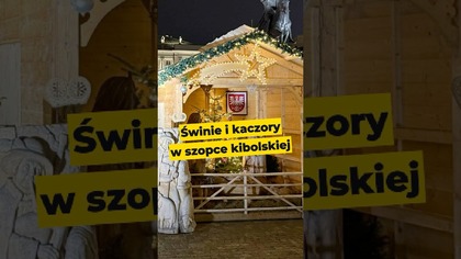 Świnie i kaczory w szopce kibolskiej #Szopka #Batyr #PiS