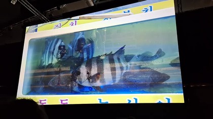 Gdynia 21 marca 2026 KOLOSY o KOREI dr Piotr Napierała