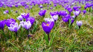Krokus - symbol doliny Chochołowskiej