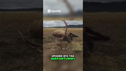 Jeleń Złamał Kark Niesamowity Upadek i Tragiczna Śmierć!