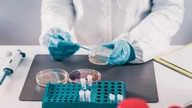 CANDIDA AURIS - LEKOOPORNY GRZYB ROZPRZESTRZENIA SIĘ PO ŚWIECIE
