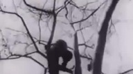 Parkour w latach trzydziestych ,1930 parkour