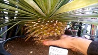 Odc 371-Yucca Rostrata uprawa,podlewanie zimowanie.  YouTube stalewiak