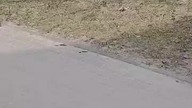 Ptasia grypa!