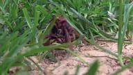 Walka Szerszeni / Hornet Fight- Baw się z nami