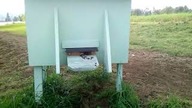 Czym karmię pszczoły?