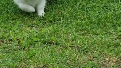 Chihuahua Luna Day 16