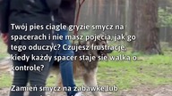 Jak oduczyć psa gryzienia smyczy?  #Pies #TreningPsa #PetTraining