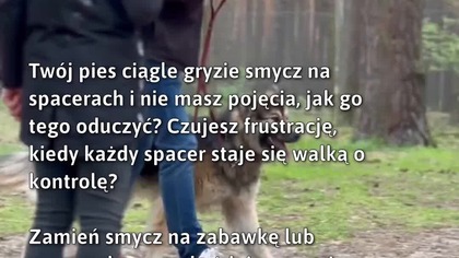Jak oduczyć psa gryzienia smyczy?  #Pies #TreningPsa #PetTraining