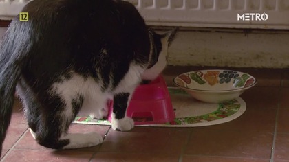 Cats of Claw Hill - S01E07 - Kocie zasady (lektor PL)