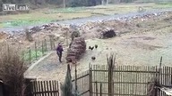 Miała baba koguta