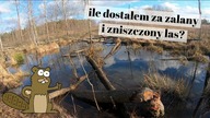 Czy warto pisać wnioski o odszkodowania za szkody wyrządzone przez bobry.