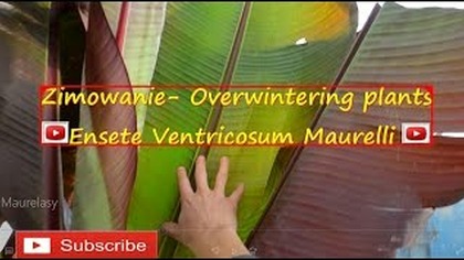 195.  Zimowanie Bananowców Ensete ventruicosum maurelli.