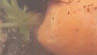 Ergaula capucina pregnant female eats a carrot 