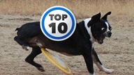 Top 10 Naj | WTF?!? #7 - Idealny moment na zdjęcie!