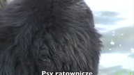 Niufki - Praca psów ratowniczych
