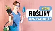Jesienne i zimowe PRZESADZANIE ROŚLIN.  Po co, które rośliny przesadzić, a które nie.