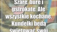 Szare, bure i pstrokate.  Ale wszystkie kochane.  Kundelki będą świętować swój dzień