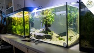 Bonsai w akwarium.  Akwarium naturalne.  50l akwarium.  Zakładanie akwarium.