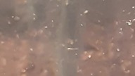 Tliltocatl vagans 