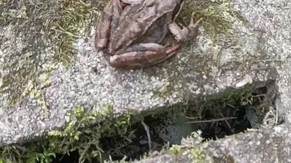 Żabka (ropucha) nad rzeczką w Polanowie - Rubik - choć Pumy nie było, ale i tak było wiecie jak ;)