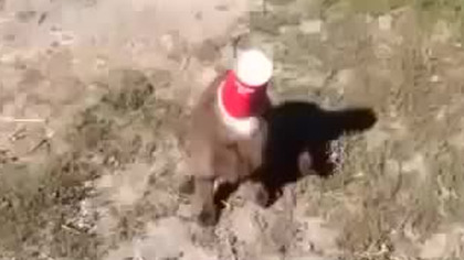 Pies postanowił pom&oacute;c kotu.