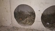 17 kurczaków i wyżerka na zielonym