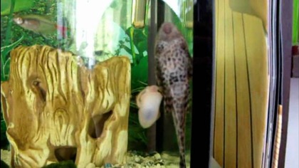 ampularia vs plecostomus