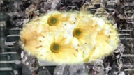 Oggy und die Kakerlaken Der sonntagsausflug S1E66 Volledige aflevering in HD