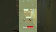 NAWIEDZONE PUBY CZĘŚĆ 2  DUCH KOLEJARZA #shorts #paranormal #ghost #ghoststories #horrorstories
