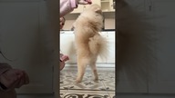 Pomeranian i komendy