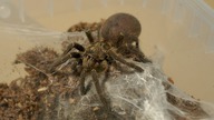 Przekładanie samicy ceratogyrus marshalli ORAZ aranżacja terrarium