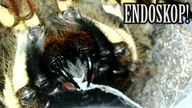 Odbieranie KOKONU Poecilotheria ornata!  PLUS BONUS!!