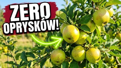 Ta pancerna odmiana ma ponad 200 lat i wciąż jest bezkonkurencyjna!
