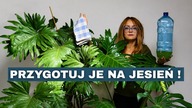 Wrzesień to ostatni moment, żeby zrobić TO z roślinami w domu