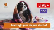 Dlaczego pies cię nie słucha?