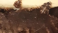 Happy Gyna caffrorum roaches 