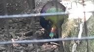 Olśniak Himalajski / Himalayan Monal 